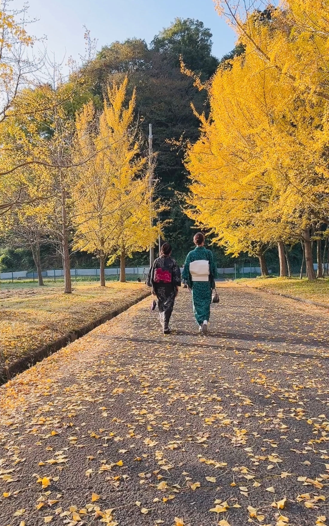 秋の色づく丹後の風景と着物