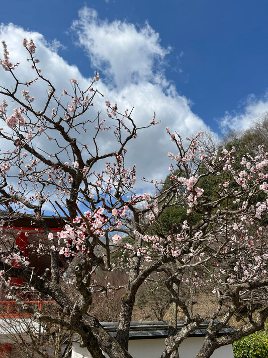 4月に入りました